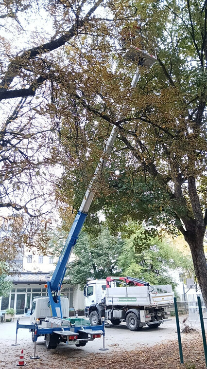 Baumpflege mit Hebebühne im Einsatz