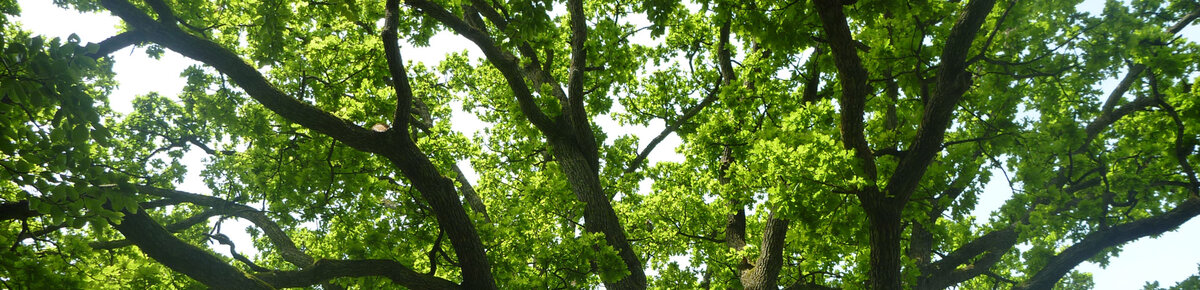 Leistungen Baumpflege Franz Bauer