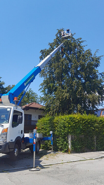 Baumpflege mit Hebebühne