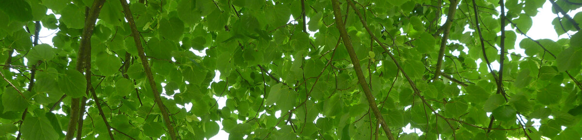 Grünes Blätterdach