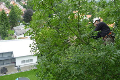 Baumkletterer beim Einsatz