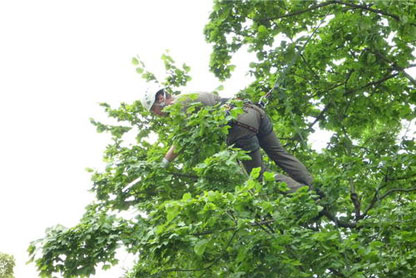 Baumpflege mit Baumkletterer