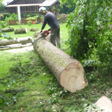 Baumfällung / Abtragung