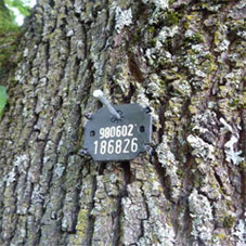 Baumkontrolle / Dokumentation