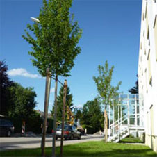 Art- und fachgerechte Pflanzung