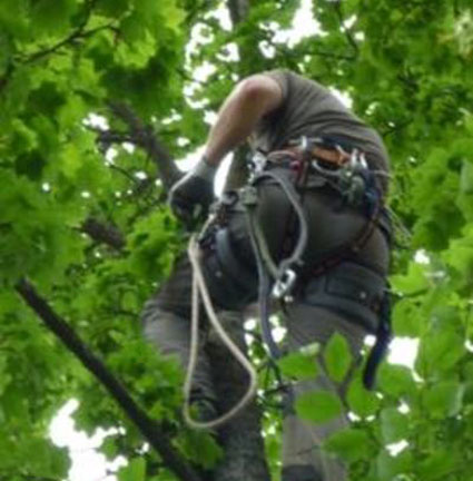 Baumkletterer