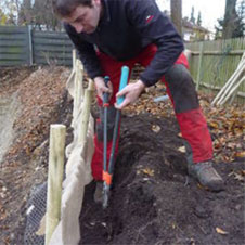 Wurzelbehandlung bei Baumaßnahmen